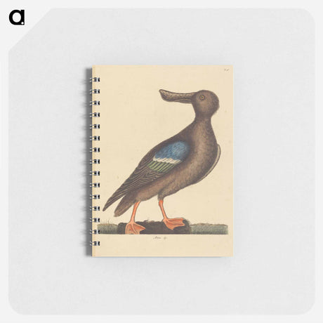 アートメモ帳-Blue Winged Shoveler
 - マーク ケイツビー Memo.