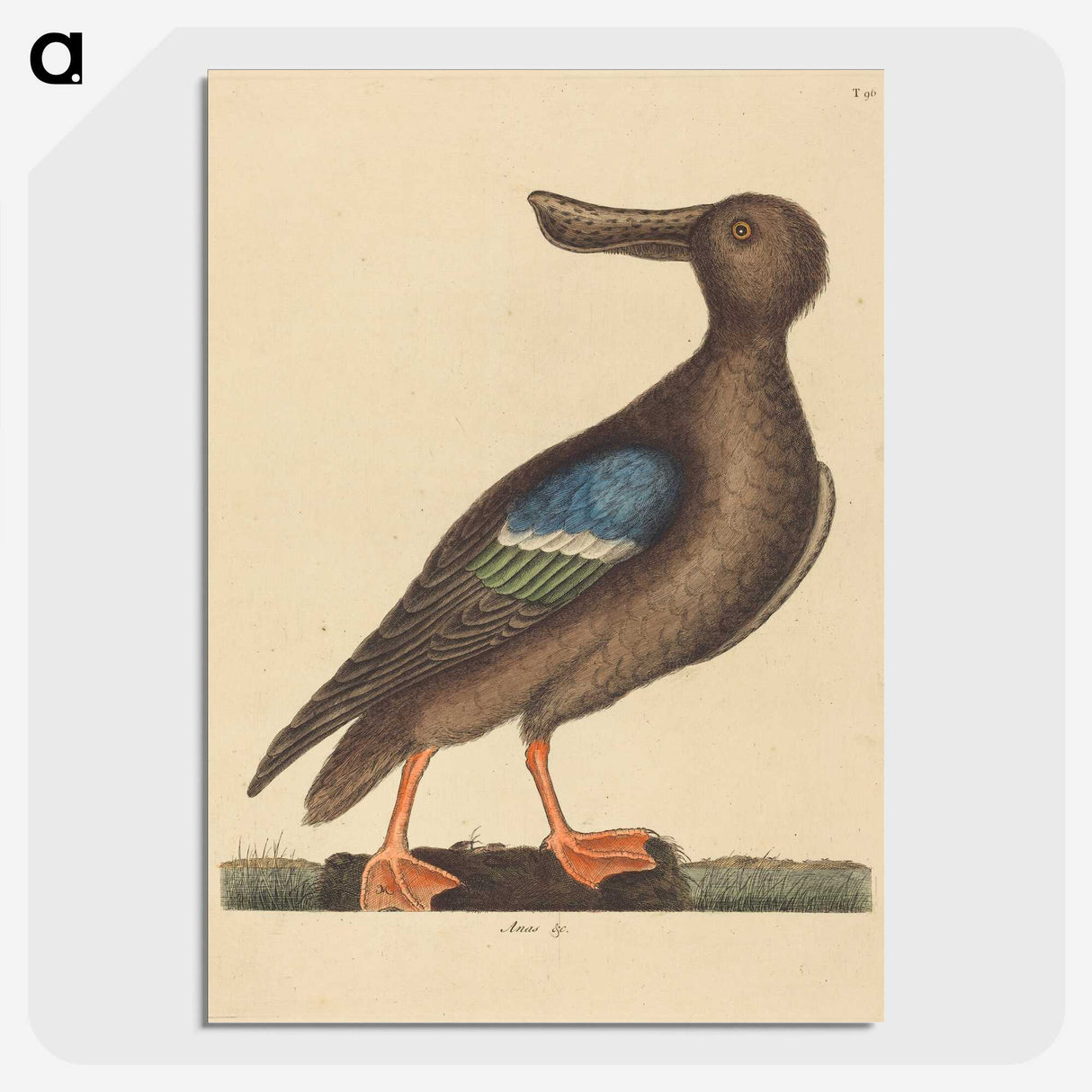 2-13_Mark-Catesby_picture-crop