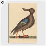 2-13_Mark-Catesby_picture-crop