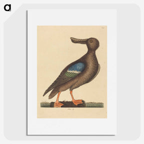 2-13_Mark-Catesby_picture