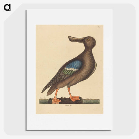 2-13_Mark-Catesby_picture