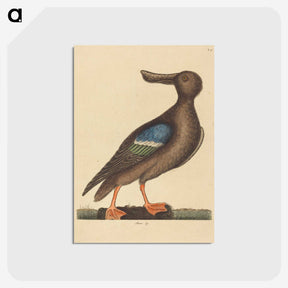 2-13_Mark-Catesby_postcard