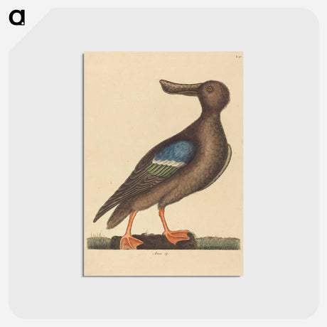 アートポストカード-Blue Winged Shoveler
 - マーク ケイツビー Postcard.