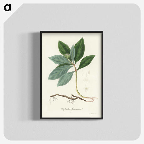 2-13_Medical-Botany_blk-crop