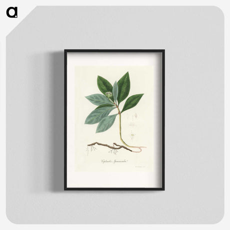 2-13_Medical-Botany_blk
