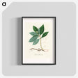 アートポスター-Cephaelis lpecacuanha Illustration
 - 薬用植物学 Poster.