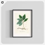 アートポスター-Cephaelis lpecacuanha Illustration
 - 薬用植物学 Poster.