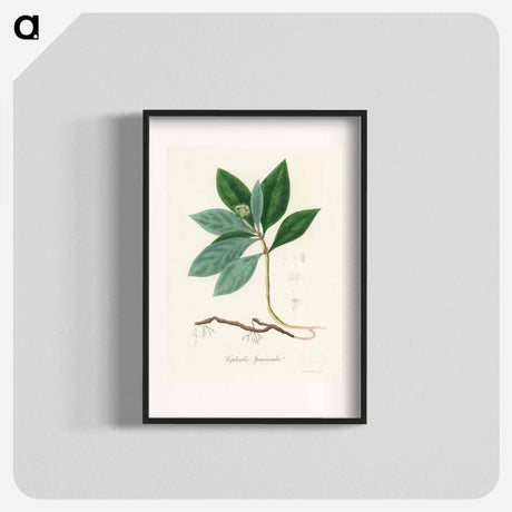 アートポスター-Cephaelis lpecacuanha Illustration
 - 薬用植物学 Poster.