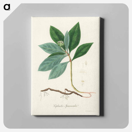 アートパネル-Cephaelis lpecacuanha Illustration
 - 薬用植物学 Canvas.