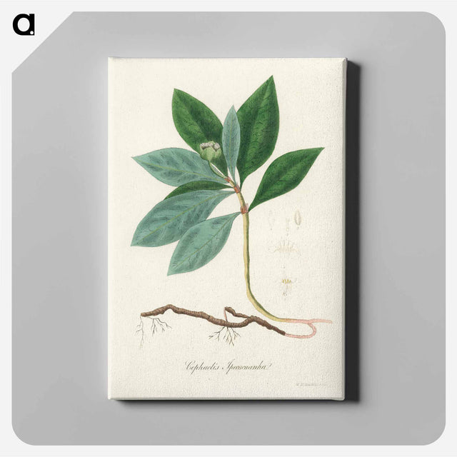 アートパネル-Cephaelis lpecacuanha Illustration
 - 薬用植物学 Canvas.