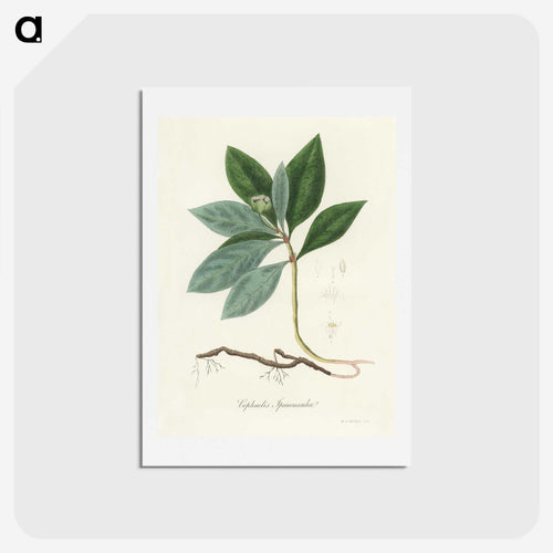 吐根の図解 - 薬用植物学 Postcard.