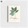 アートメモ帳-Cephaelis lpecacuanha Illustration
 - 薬用植物学 Memo.