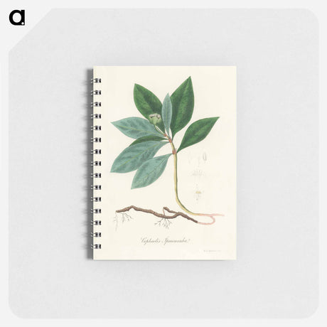 アートメモ帳-Cephaelis lpecacuanha Illustration
 - 薬用植物学 Memo.