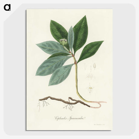 2-13_Medical-Botany_picture-crop