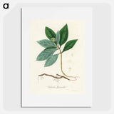 アートポスター-Cephaelis lpecacuanha Illustration
 - 薬用植物学 Poster.