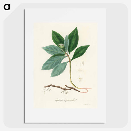アートポスター-Cephaelis lpecacuanha Illustration
 - 薬用植物学 Poster.