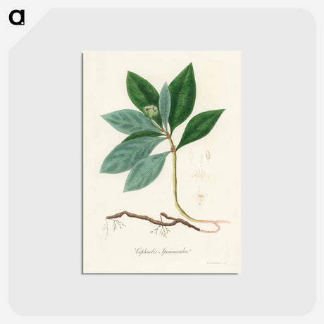アートポストカード-Cephaelis lpecacuanha Illustration
 - 薬用植物学 Postcard.