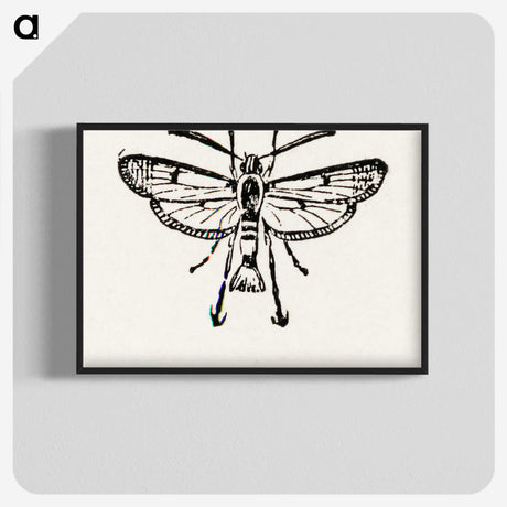 2-13_Moths-and-Butterflies-of-the-United-States_blk-crop