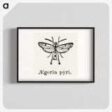 2-13_Moths-and-Butterflies-of-the-United-States_blk