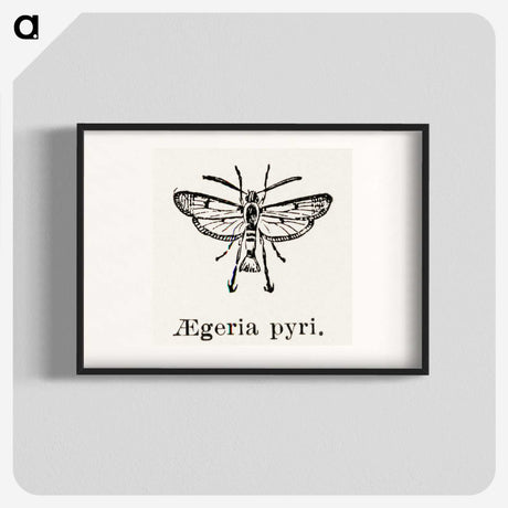 2-13_Moths-and-Butterflies-of-the-United-States_blk