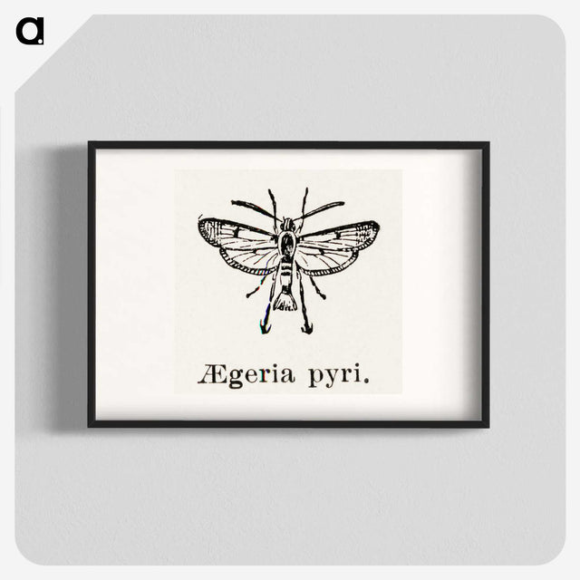 2-13_Moths-and-Butterflies-of-the-United-States_blk
