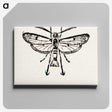 2-13_Moths-and-Butterflies-of-the-United-States_canvas