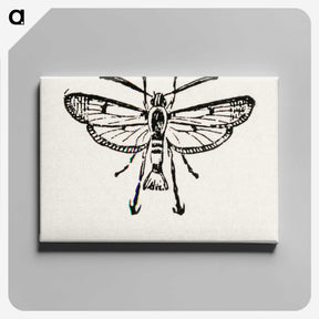 2-13_Moths-and-Butterflies-of-the-United-States_canvas