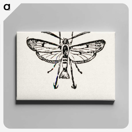 2-13_Moths-and-Butterflies-of-the-United-States_canvas
