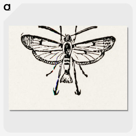 2-13_Moths-and-Butterflies-of-the-United-States_picture-crop