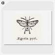 2-13_Moths-and-Butterflies-of-the-United-States_picture