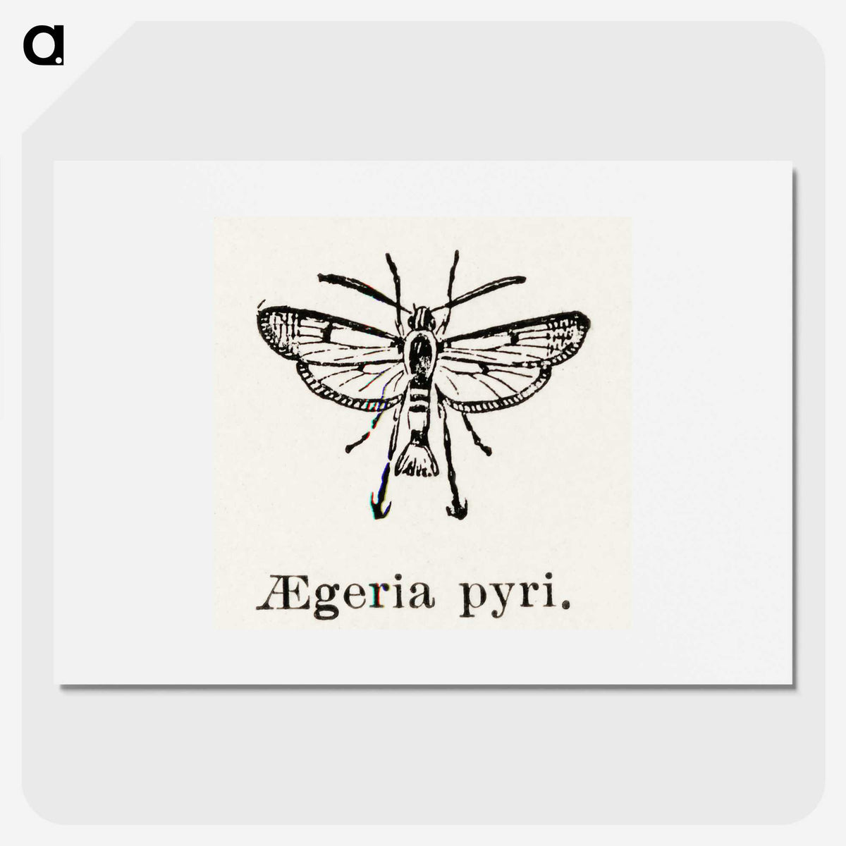 2-13_Moths-and-Butterflies-of-the-United-States_picture