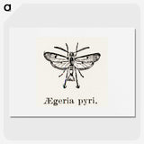 2-13_Moths-and-Butterflies-of-the-United-States_picture