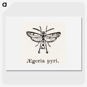 2-13_Moths-and-Butterflies-of-the-United-States_picture