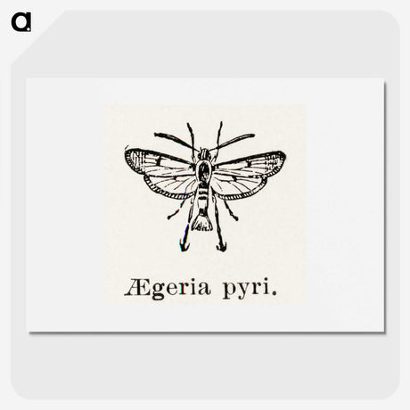 2-13_Moths-and-Butterflies-of-the-United-States_picture