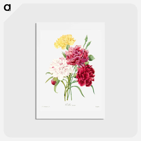 アートポストカード-Carnation - ピエール ジョゼフ ルドゥーテ Postcard.