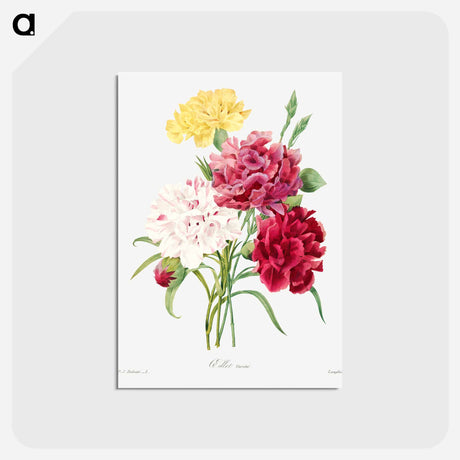 アートポストカード-Carnation - ピエール ジョゼフ ルドゥーテ Postcard.