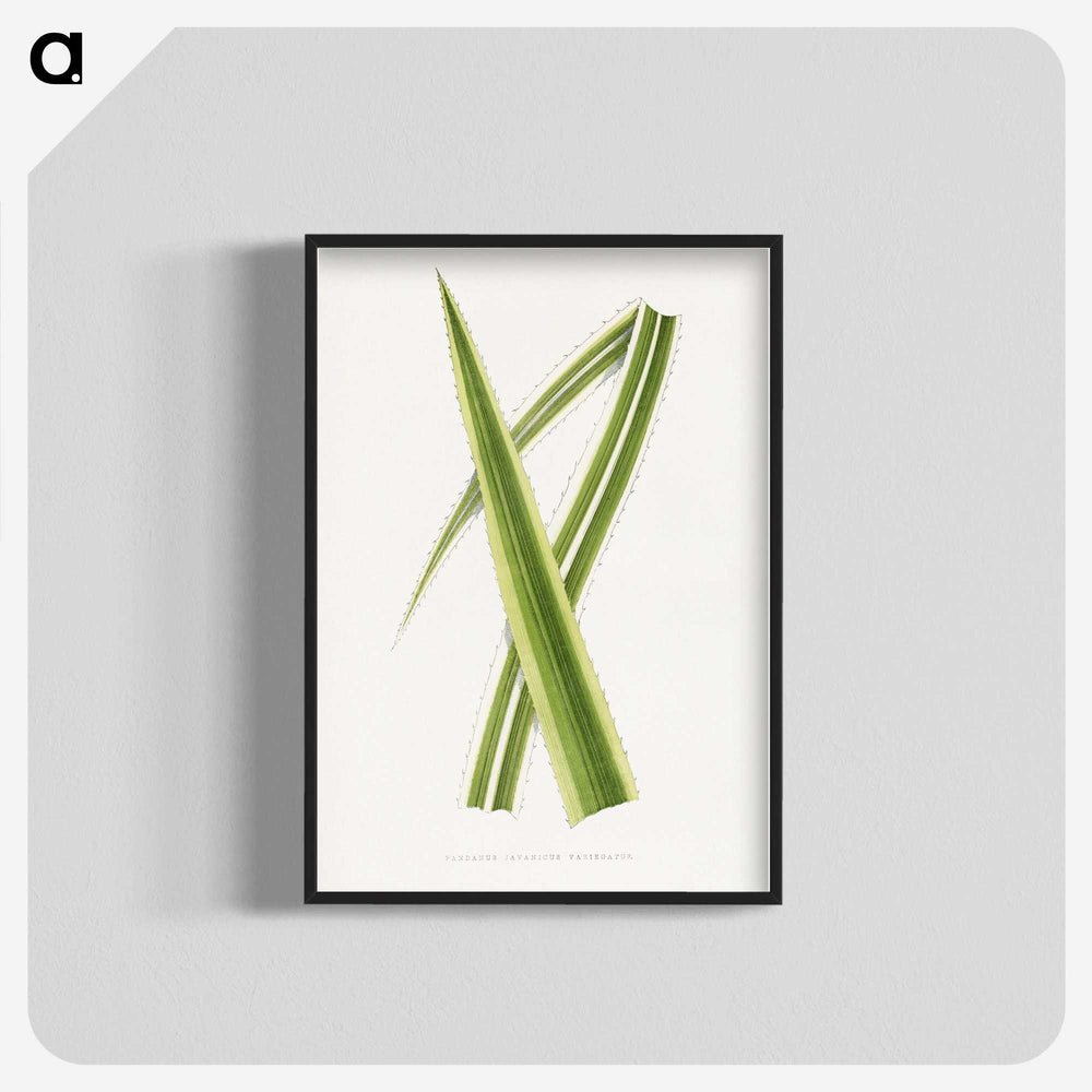 2-13_Plants-with-Colored-Foliage_blk-crop