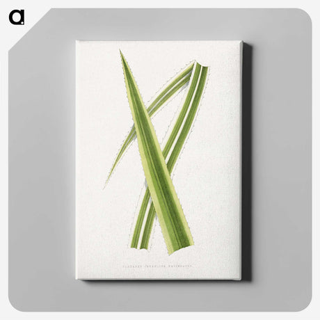 2-13_Plants-with-Colored-Foliage_canvas