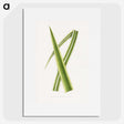 2-13_Plants-with-Colored-Foliage_picture