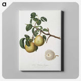 2-13_Pomona-Italiana_canvas