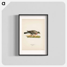 アートポスター-Common Wood Pigeon
 - スヴェンスカ フォグラル Poster.