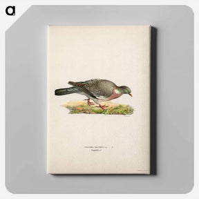 アートパネル-Common Wood Pigeon
 - スヴェンスカ フォグラル Canvas.