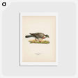 アートポストカード-Common Wood Pigeon
 - スヴェンスカ フォグラル Postcard.