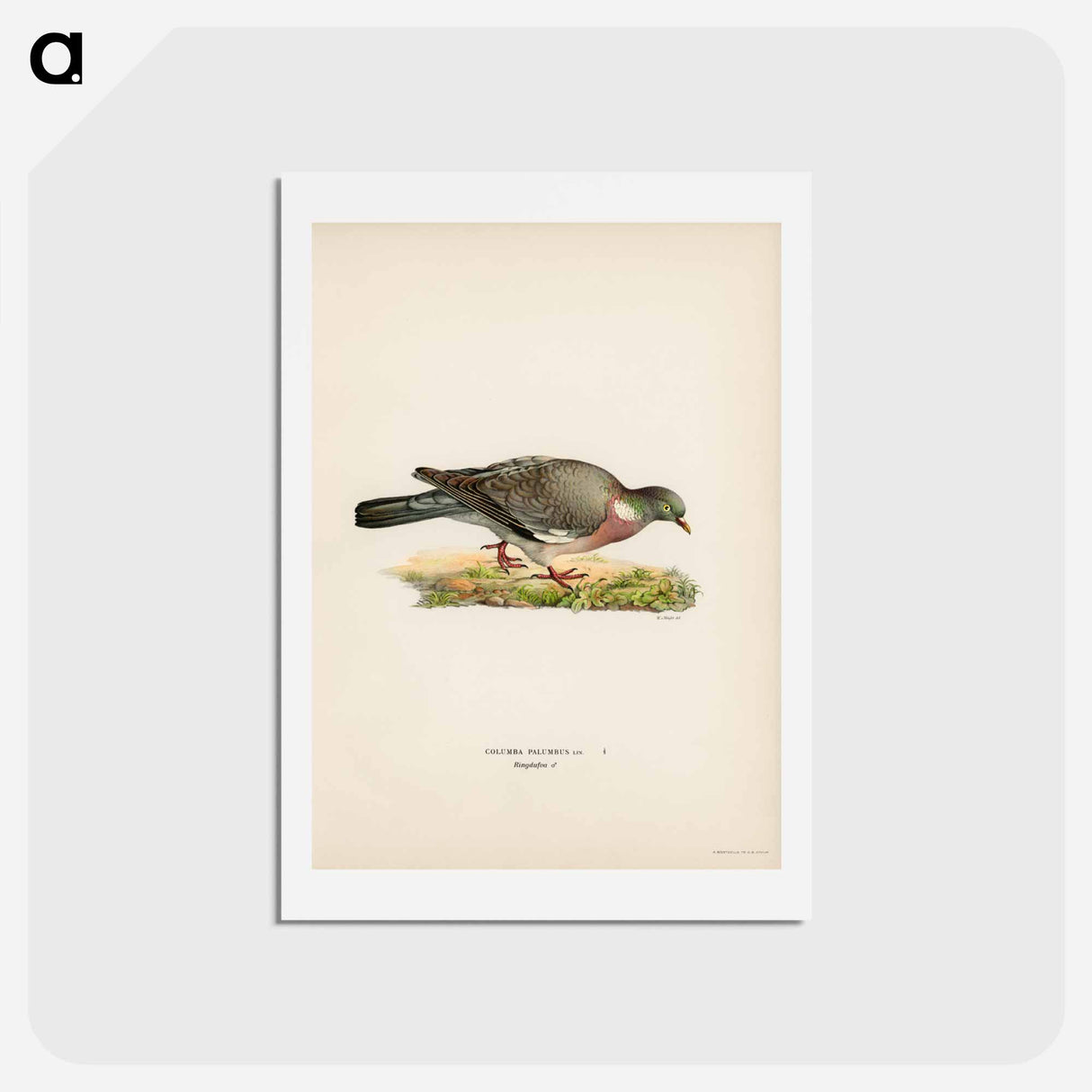 アートポストカード-Common Wood Pigeon
 - スヴェンスカ フォグラル Postcard.