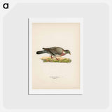 アートポストカード-Common Wood Pigeon
 - スヴェンスカ フォグラル Postcard.