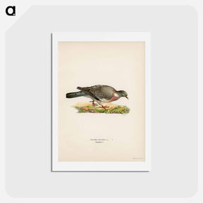 アートポストカード-Common Wood Pigeon
 - スヴェンスカ フォグラル Postcard.