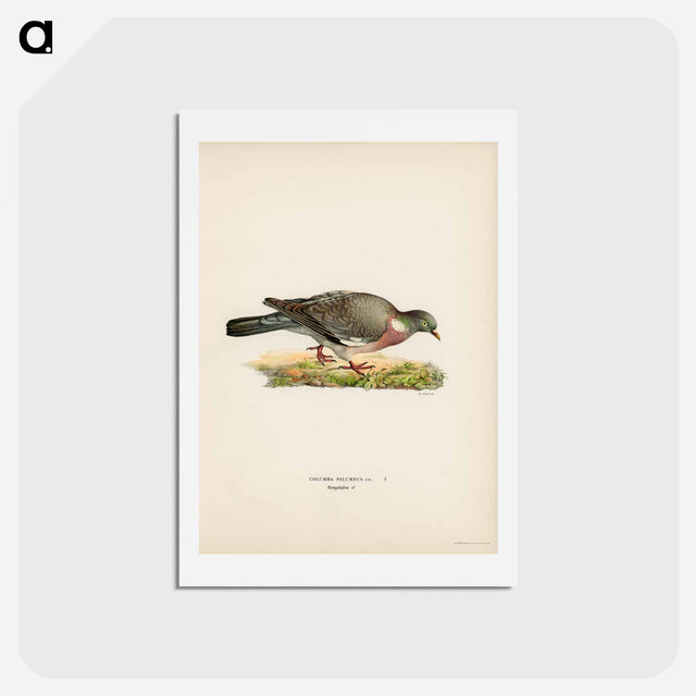 アートポストカード-Common Wood Pigeon
 - スヴェンスカ フォグラル Postcard.