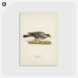 2-13_Svenska-Faglar_postcard