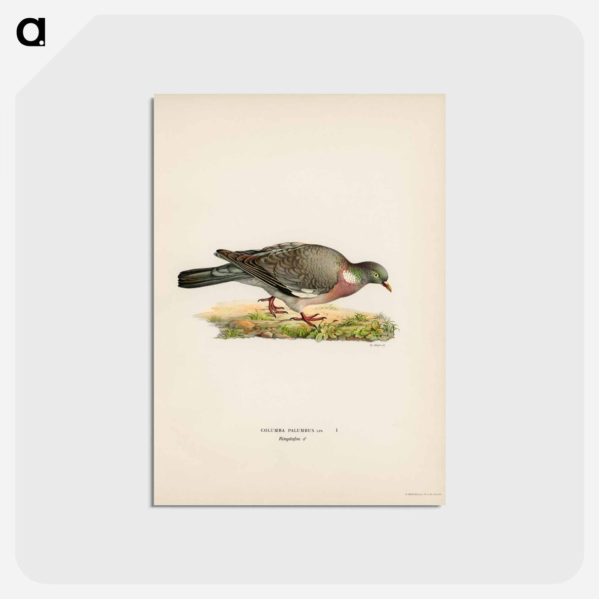 アートポストカード-Common Wood Pigeon
 - スヴェンスカ フォグラル Postcard.