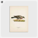 アートポストカード-Common Wood Pigeon
 - スヴェンスカ フォグラル Postcard.